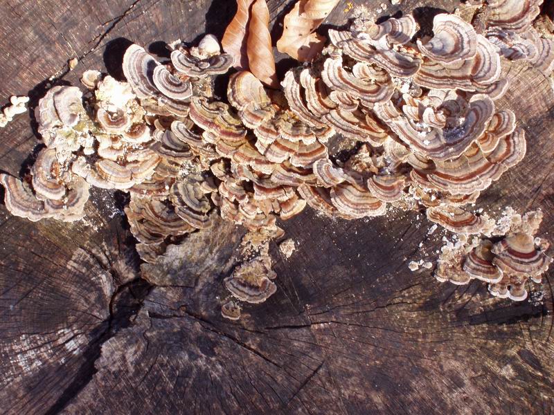 Ritrovamenti.... (Trametes versicolor)