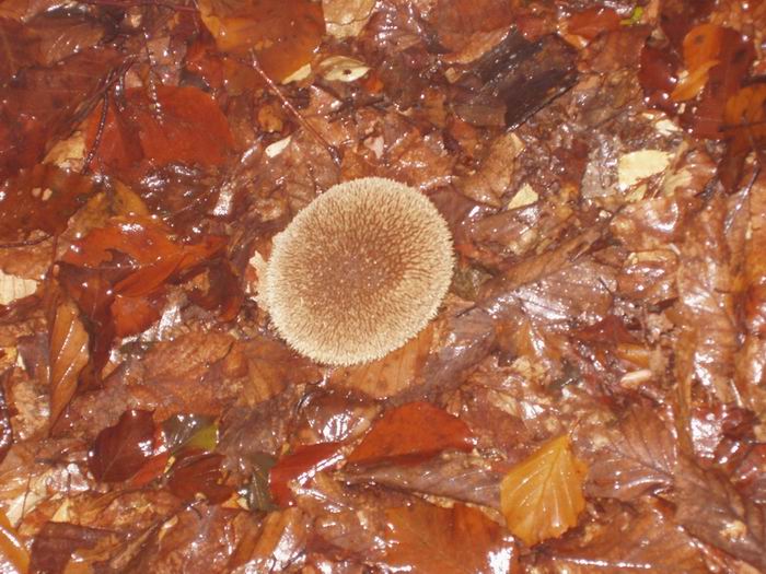 Lycoperdon echinatum