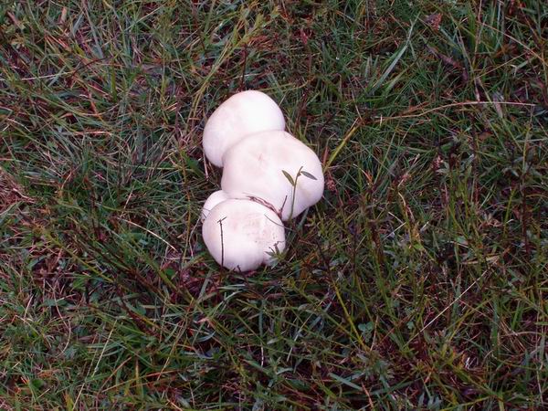 Agaricus sp.?