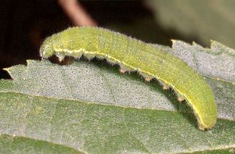 Celtis australis / Bagolaro comune