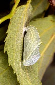 Celtis australis / Bagolaro comune