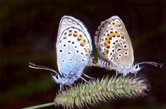 Polyommatus icarus in accoppiamento