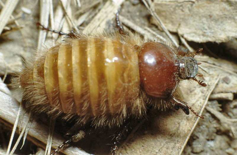 Pachypus candidae