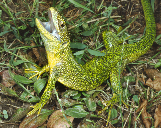 Lacerta bilineata: si gioca a nascondino con un ramarro