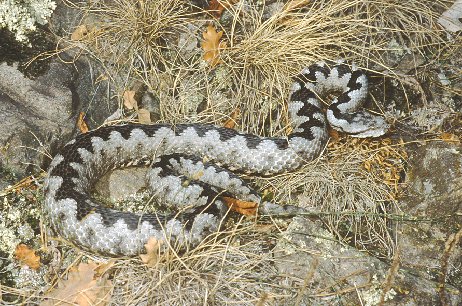 Vipera dal corno Vipera ammodytes ssp. ruffoi