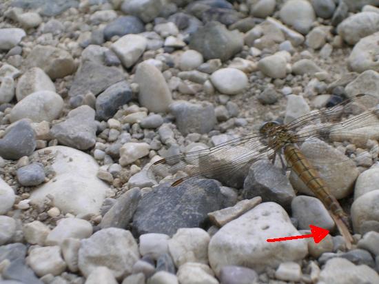 Orthetrum brunneum immaturo?