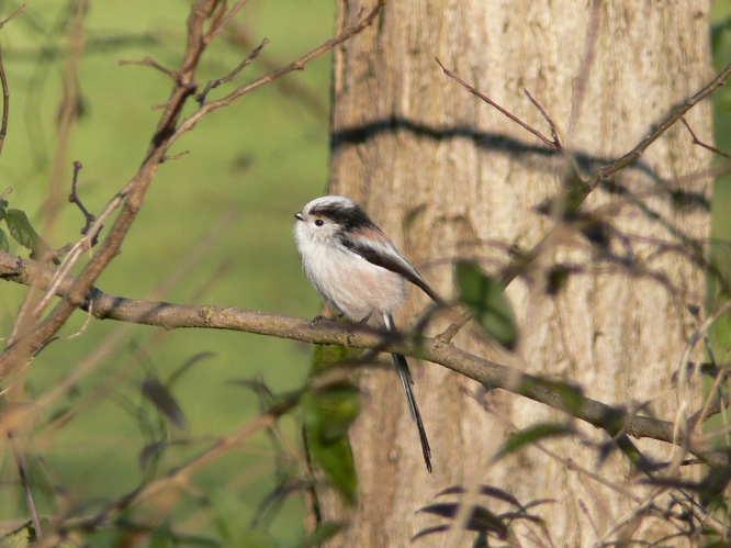 Codibugnolo - Aegithalos caudatus