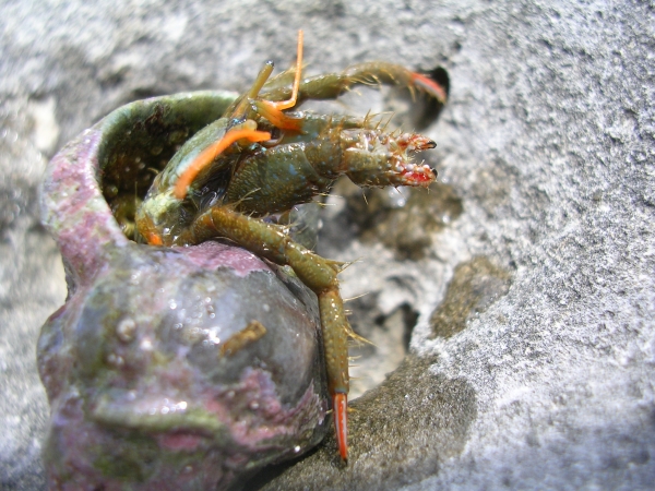 Clibanarius erythropus e Pachygrapsus marmoratus