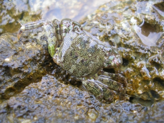 Clibanarius erythropus e Pachygrapsus marmoratus