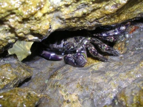 Clibanarius erythropus e Pachygrapsus marmoratus