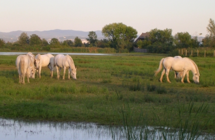 cavalli delle camargue Equus caballus