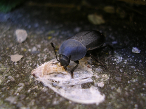 Carabus coriaceus, Silpha obscura e Coccinellidae