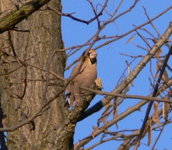 Frosone maschio  Coccothraustes coccothraustes