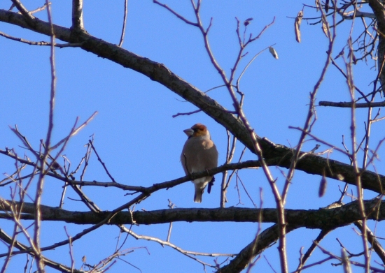 Frosone maschio  Coccothraustes coccothraustes