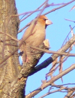 Frosone maschio  Coccothraustes coccothraustes