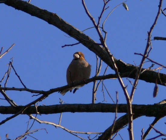 Frosone maschio  Coccothraustes coccothraustes