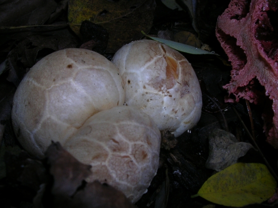 Clathrus ruber e Coprinus comatus