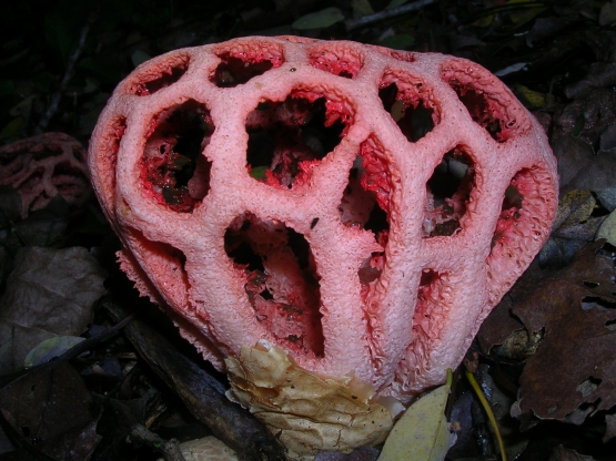 Clathrus ruber e Coprinus comatus