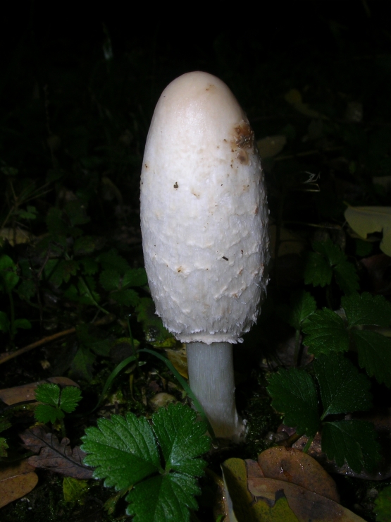 Clathrus ruber e Coprinus comatus