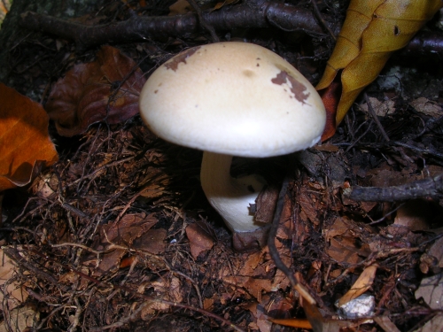 3 funghi ignoti