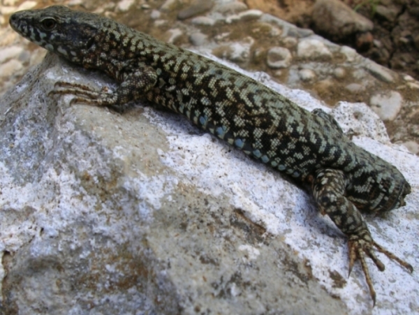 lucertola (Podarcis muralis)