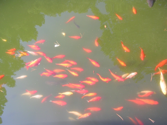 Pesce rosso Carassius auratus