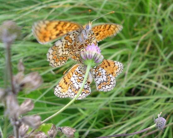 Melitaea phoebe (si saran accoppiate?)