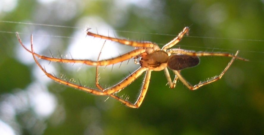 Tetragnathidae, Clubiona sp.  e altri 2 ragni