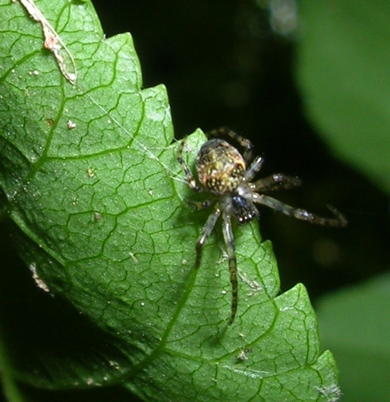 Tetragnathidae, Clubiona sp.  e altri 2 ragni