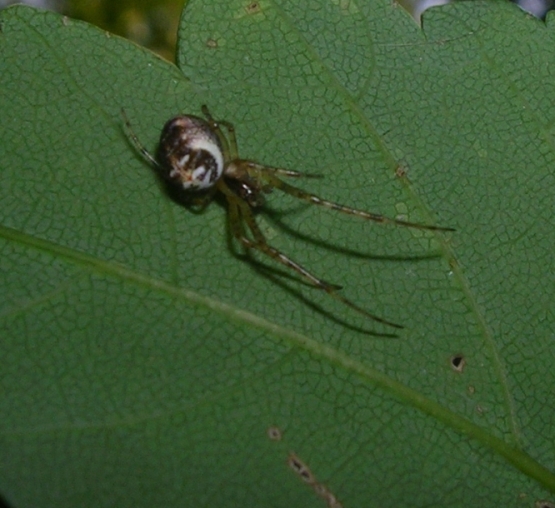 Tetragnathidae, Clubiona sp.  e altri 2 ragni