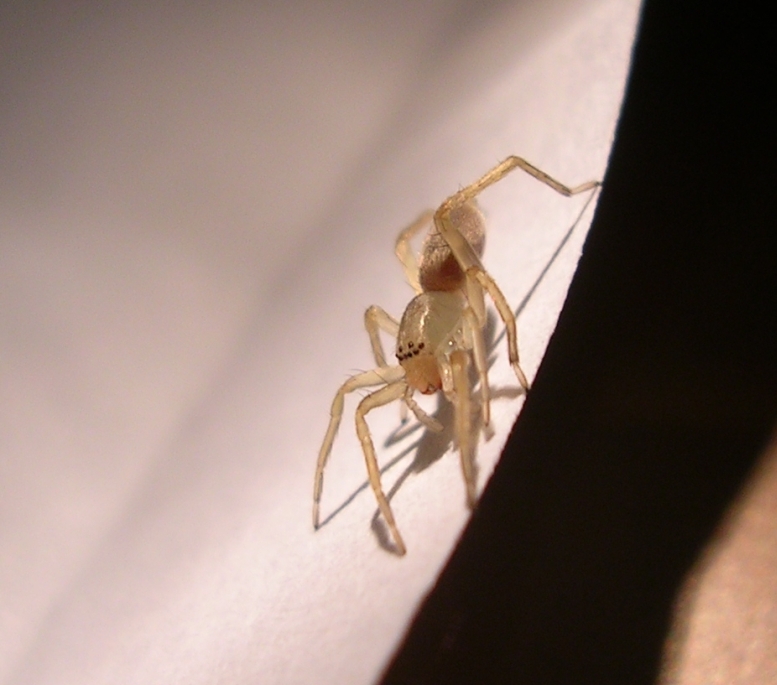 Tetragnathidae, Clubiona sp.  e altri 2 ragni