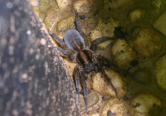 Agalenatea redii, Trochosa sp., Mangora acalypha