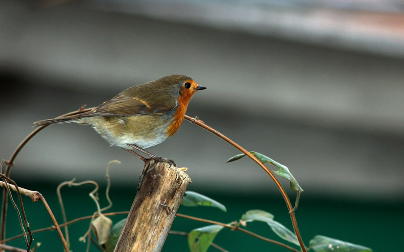 Pettirosso - Erithacus rubecula