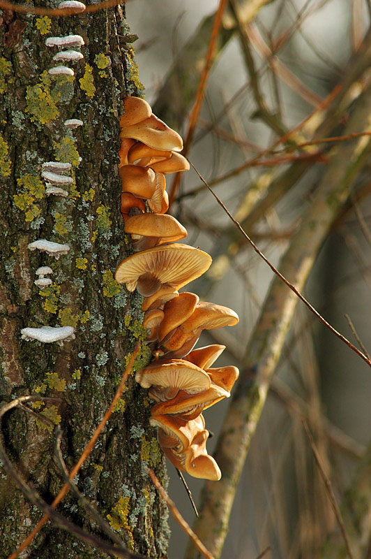 Flammulina velutipes