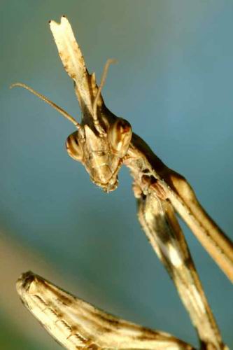 Empusa pennata