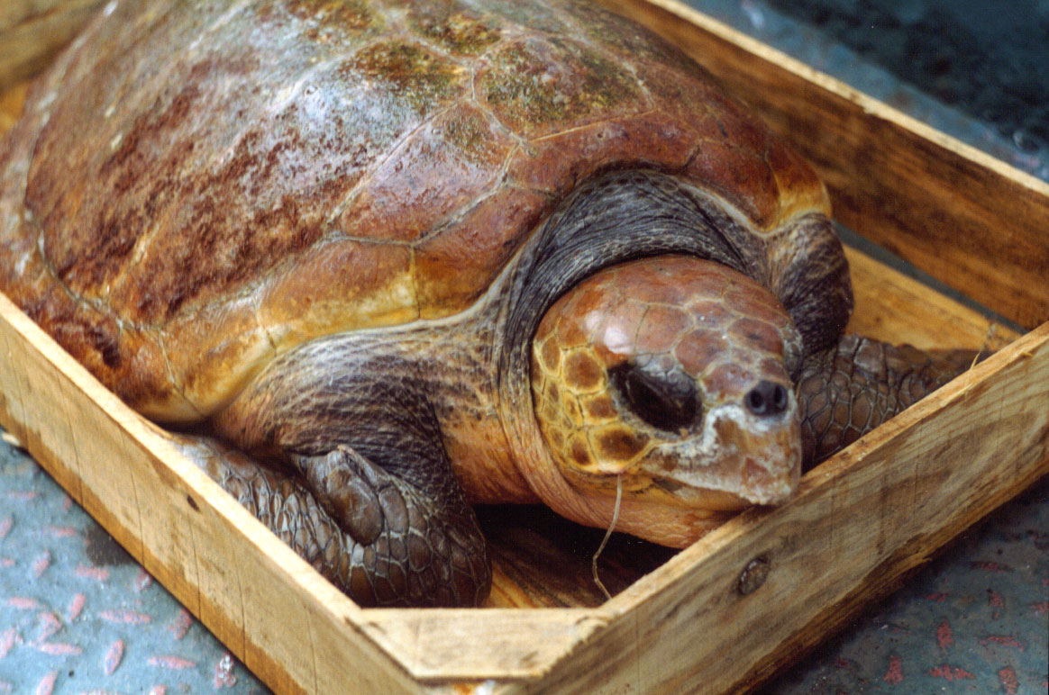 salvataggio di Caretta caretta