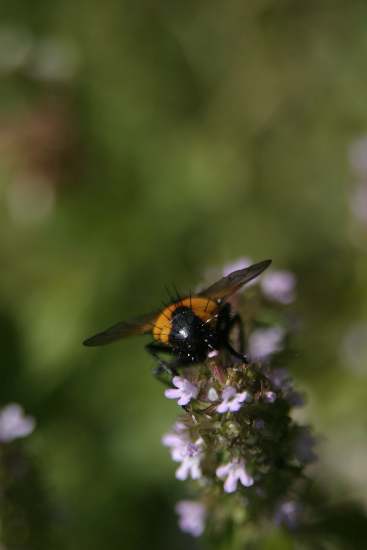 Dittero Tachinidae (Tachina fera ?)