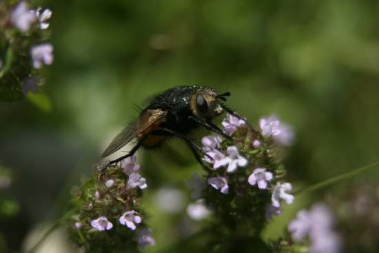 Dittero Tachinidae (Tachina fera ?)