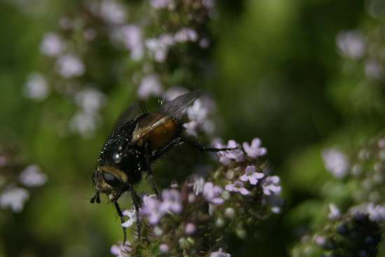 Dittero Tachinidae (Tachina fera ?)