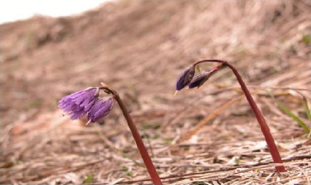 Soldanella alpina / Soldanella comune