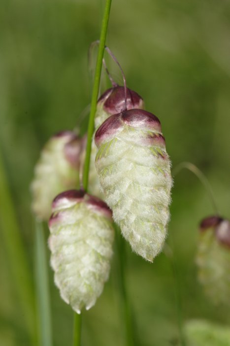 Briza maxima / Sonaglini maggiori