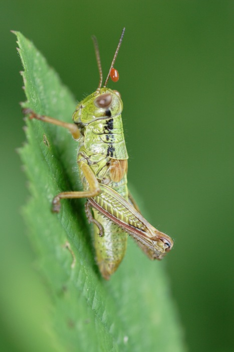 Nadigella cfr. formosanta e neanide di Decticinae