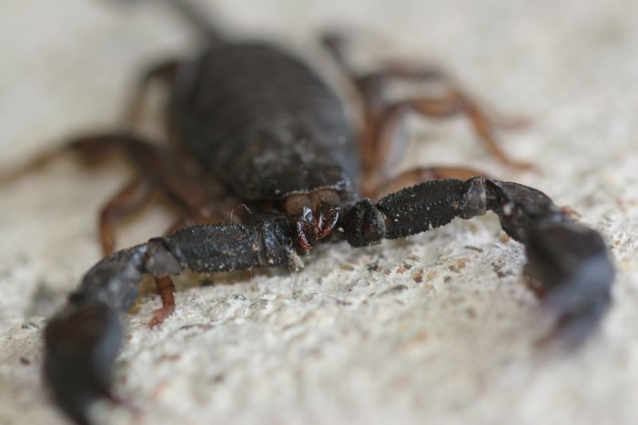 Euscorpius sp.