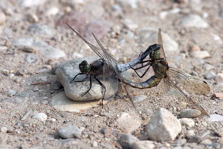 Orthetrum albistylum, O. cancellatum, O. coerulescens