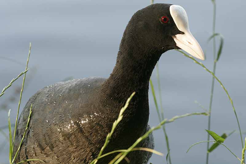 Renzo-Fologa Fulica atra