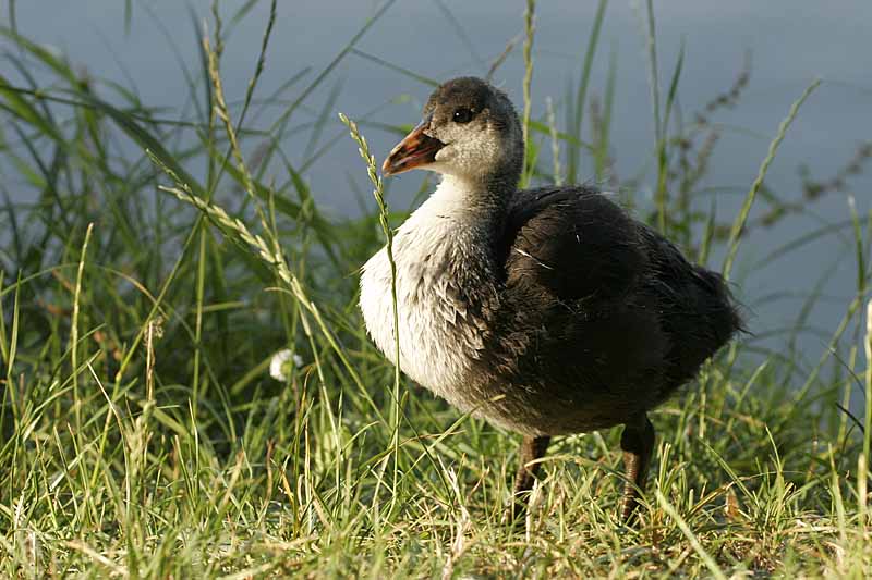 Renzo-Fologa Fulica atra