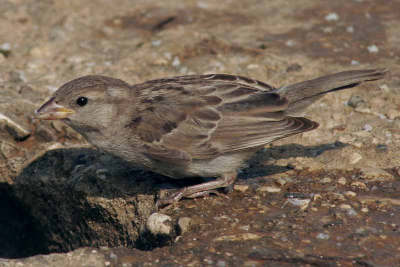 Passer domesticus italiae.