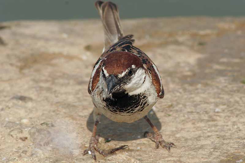 Passer domesticus italiae.