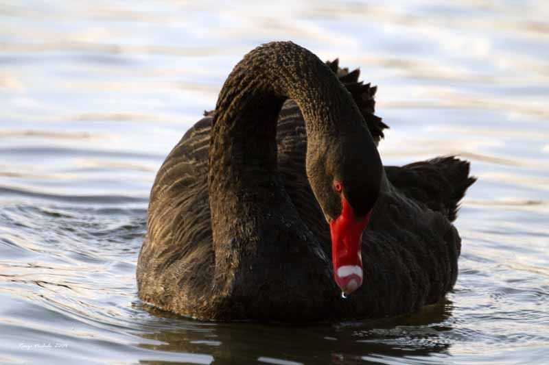 Cigno Nero IMG_3359 f1.jpg_200511421642_Cigno Nero IMG_3359 f1.jpg