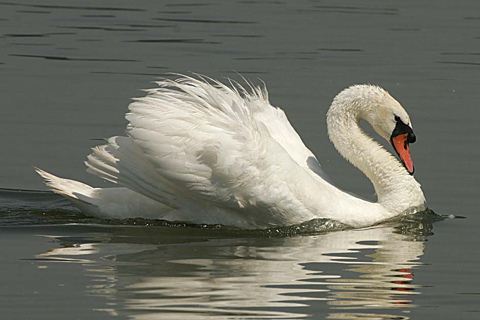 Cigno reale - Cygnus olor  &  Cigno nero - Cygnus atratus